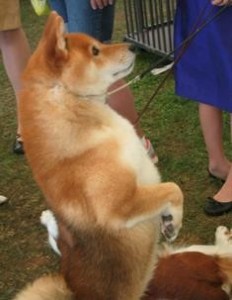 doghousefeb4