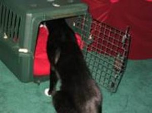 Cat exploring carrier