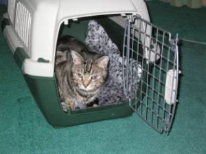 Cat resting inside carrier