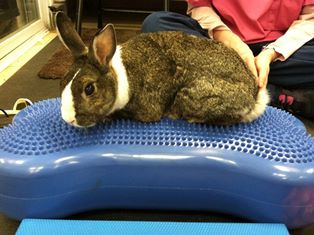 Jem the Rabbit under rehab therapy