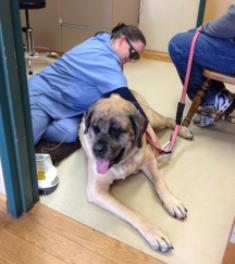 Dog Mildred undergoes Laser Therapy