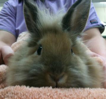 Rabbit relaxing on a towel at Belle Mead Animal Hospital