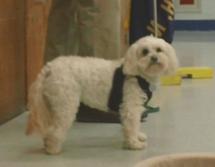 Dr. Joe Martins' dog Peanut looking at camera