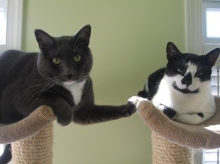 Cats resting on perch