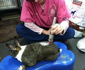 Rabbit undergoing Laser Therapy