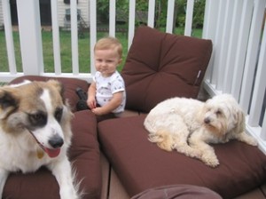 Baby Henry and dogs Belle Mead Animal Hospital