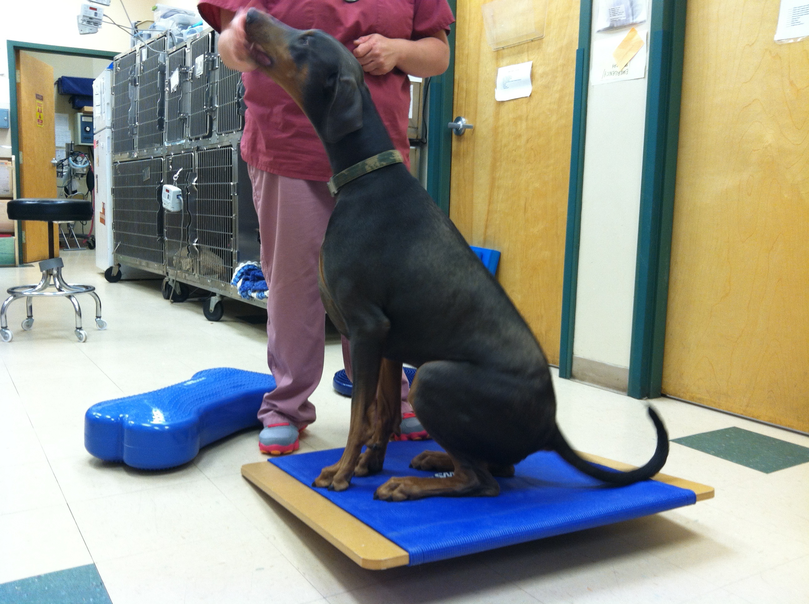 Dog Cherrybomb on wobble board