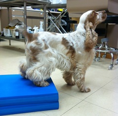 Canine therapeutic exercise - Physical Rehabilitation Therapy