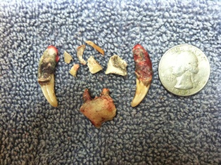 Grade 4 dental - canine teeth removed