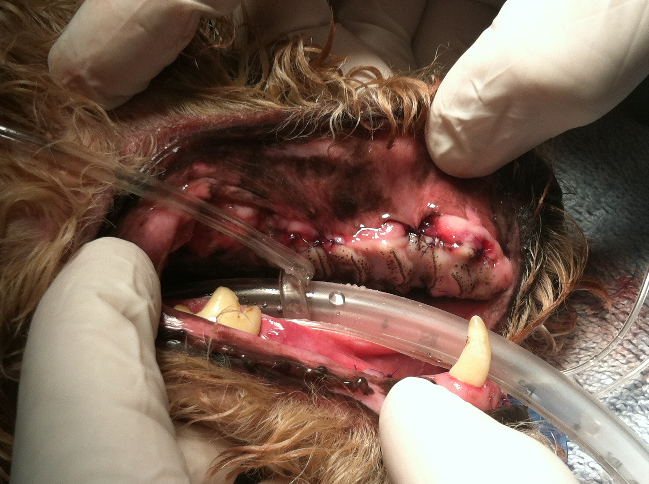 Canine post-op dental extraction