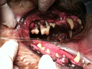 Canine dental black gum disease