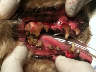 Canine dental tartar buildup