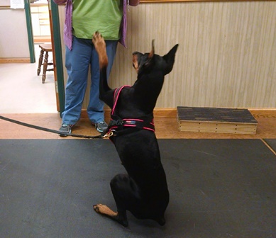 Dog Berlin saying hello while demonstrating therapeutic exercises at Open House at Belle Mead Animal Hospital