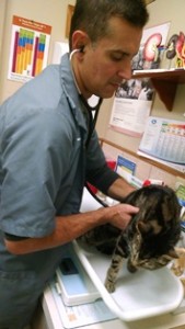 Dr. Martins examining a cat patient