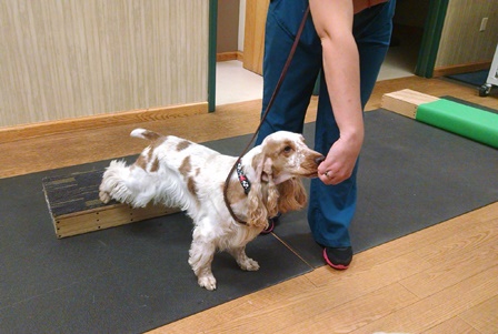 Dog RockIt demonstrates therapeutic stretching exercise during Open House at Belle Mead Animal Hospital