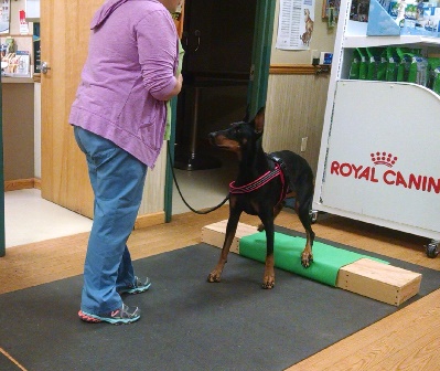 Dr. Kim Somjen, DVM, performs therapeutic exercise with dog Berlin at Open House