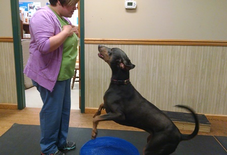 Dr. Kim Somjen demonstrates therapeutic exercise with dog Cherrybom during Open House