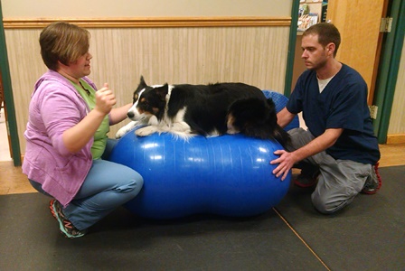 Dr. Kim Somjen, DVM demonstrates therapeutic exercise with dog Chill at Open House