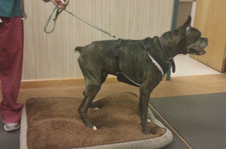 Patient Raven demonstrates therapeutic exercise at Open House at Belle Mead Animal Hospital