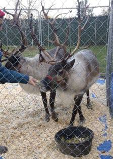 Reindeer Rocket and Fetch 2013