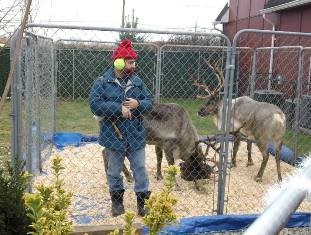 reindeer1