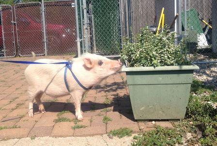 Edison the Potbellied Pig enjoying the outdoors at Belle Mead Animal Hospital