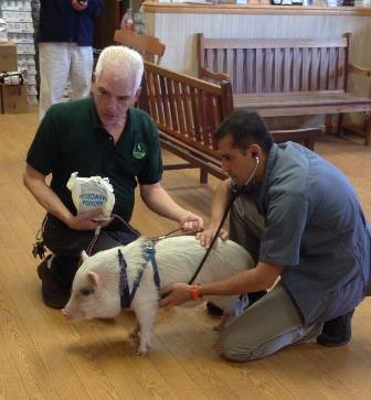 Edison the Potbellied Pig visiting with Dr. Martins, DVM for an exam at Belle Mead Animal Hospital