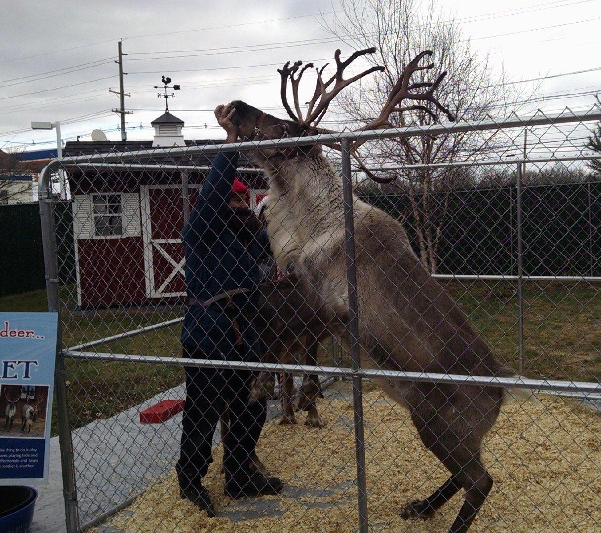 Reindeer Fetch dancing at 2014 Reindeer event and Open House Belle Mead Animal Hospital 