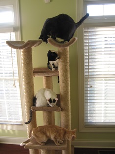 Social enrichment - sisal scratching post