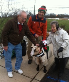 Dallas the Goat dressed for Christmas at Belle Mead Animal Hospital's December 2014 Reindeer and Open House Event