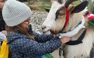 Dallas the Goat greets guest a Belle Mead Animal Hospital's December 2014 Open House Event