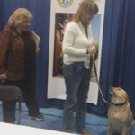 Maci taking the Canine Good Citizen Test at the Super Pet Expo