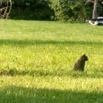 Cat in grass