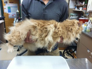 Feline patient Oliver with very dense and long fur