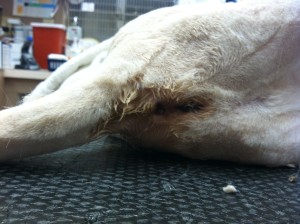 Matted fur on cat patient