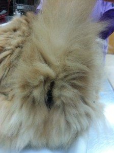 Matted fur on cat patient