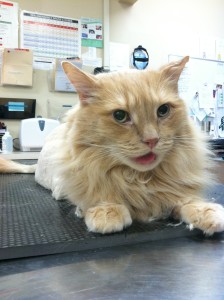 Feline patient Oliver with Lion Shave