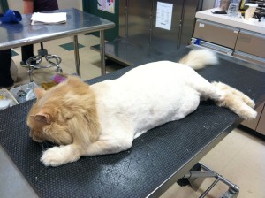 Cat with Lion Shave grooming technique