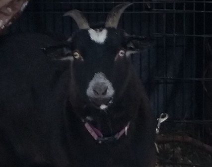 Stella a goat patient at Belle Mead Animal Hospital