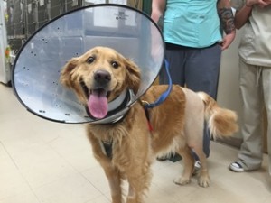 Cody, a Golden Retriever patient at Belle Mead Animal Hospital