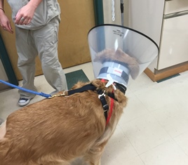 Cody, a Golden Retriever patient at Belle Mead Animal Hospital