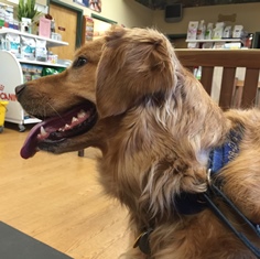 Cody, a Golden Retriever patient at Belle Mead Animal Hospital