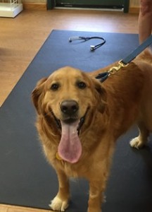 Cody, a Golden Retriever patient at Belle Mead Animal Hospital