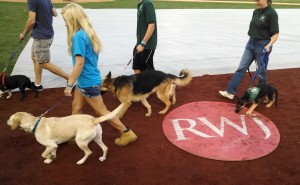 Pooch Parade at Somerset Patriots Bark in the Park Night