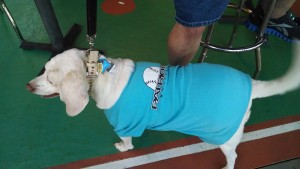 Dog at Somerset Patriots Bark in the Park Night