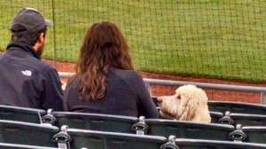 Dog at Somerset Patriots Bark in the Park Night