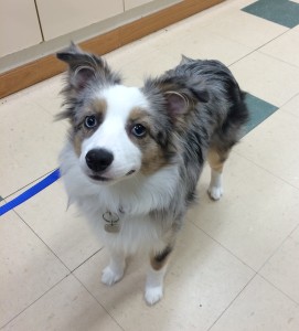 Dog at Belle Mead Animal Hospital