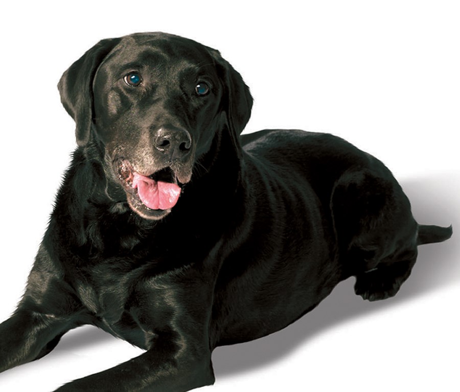 how does diabetes affect a dog