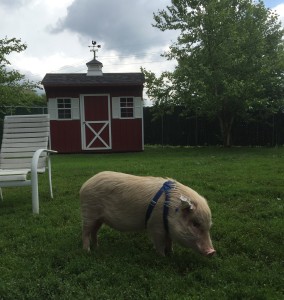 Edison Pot Bellied Pig patient Belle Mead Animal Hospital