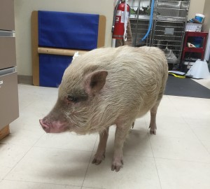 Edison Pot Bellied Pig Patient Belle Mead Animal Hospital